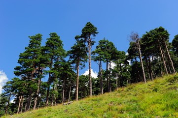 Pineta in montagna