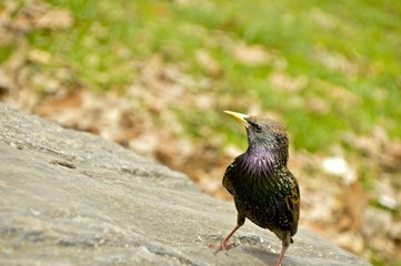 Purple breast Bird
