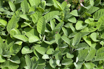 Fototapeta na wymiar leaves fragrant sage ready to harvest