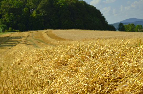 frisches Stroh