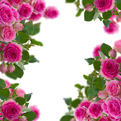 frame of pink roses brunches close up