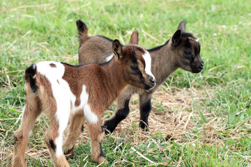 chevreau