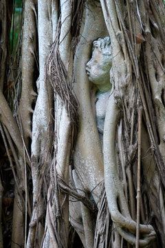 statue of child trapped in banyon tree