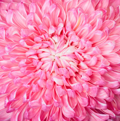 Pink aster flower, closup