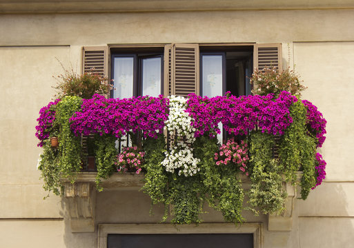 Fototapeta balcony decorated with flowers petunias