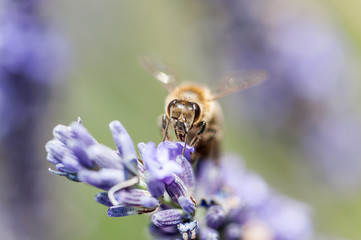 Abeille sur lavande