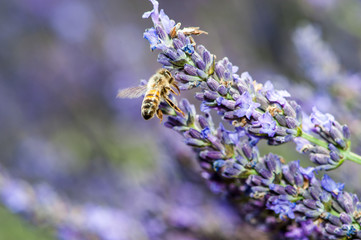 Abeille sur lavande