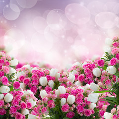 Naklejka premium bunch of roses and tulips flowers