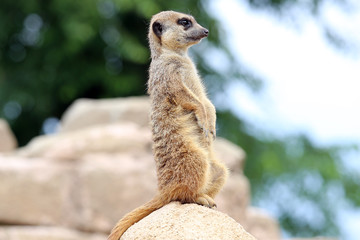 Meerkat