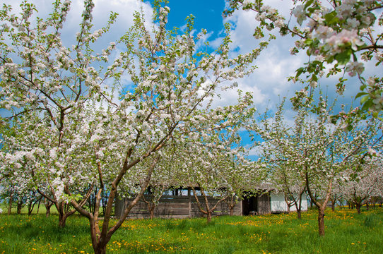 Apple Tree Blossom with White Flowers