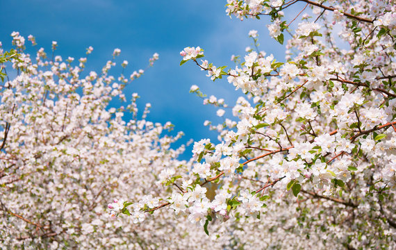 Apple Tree Blossom with White Flowers