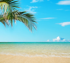 Fototapeta na wymiar palm by the sea