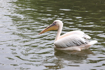 Pelican