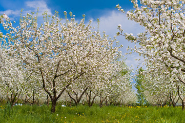 Obraz na płótnie Canvas Apple Tree Blossom with White Flowers