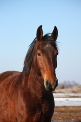 Beautiful horse portrait in early spring