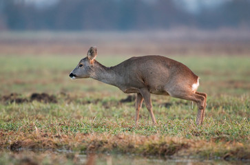 Roe deer peeing