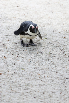 African Jackass Penguin