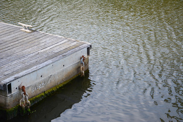 Naklejka premium Weathered wooden jetty in calm water