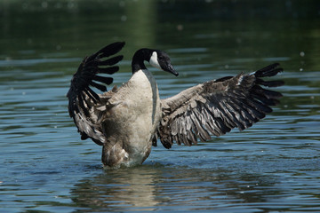 Canada Goose, Branta canadensis