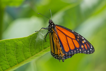Monarch Butterfly