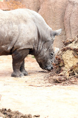 Fototapeta premium Rhinoceros eating