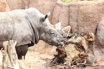 Obraz premium Rhinoceros eating