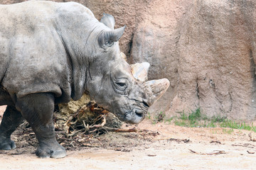 Obraz premium Rhinoceros