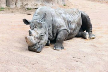 Obraz premium Sleeping Rhinoceros