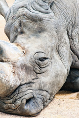 Fototapeta na wymiar Close-Up Rhinoceros