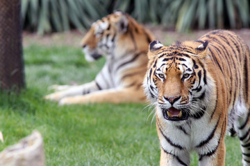 Tigers