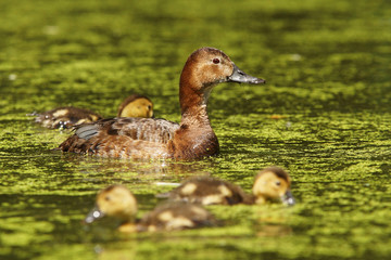 Common Pochard, Pochard, Aythya ferina