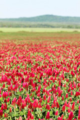 Crimson clover flower field