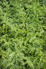 Green plants chickpea