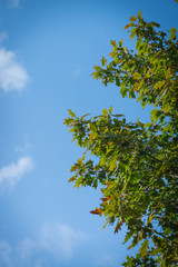 Fototapeta premium Autumn leaves with the blue sky background