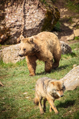 Fototapeta premium Brown Bear (Ursus arctos)