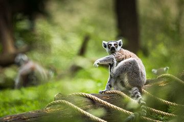 Lemur kata (Lemur catta)