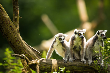 Lemur kata (Lemur catta)