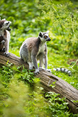 Lemur kata (Lemur catta)