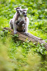 Lemur kata (Lemur catta)