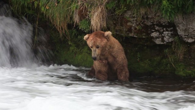 Brown Bear at Brooks Falls