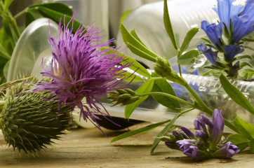 Travarstvo Ziołolecznictwo Erboristeria Herbalism צמחי מרפא