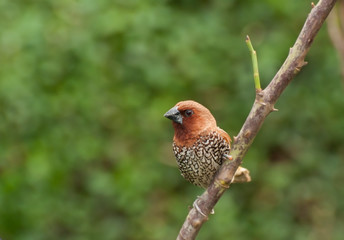 Bird, Scally-breasted Munia (Lonchura punctulata)