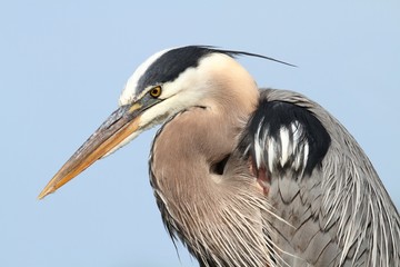 Great Blue Heron (Ardea Herodias)