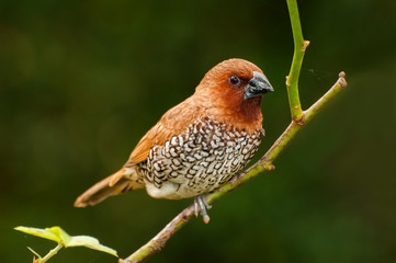 Bird, Scally-breasted Munia (Lonchura punctulata)