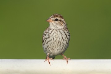 Juvenile Chipping Sparrow (Spizella passerina)