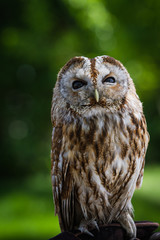 Barred owl (strix varia)
