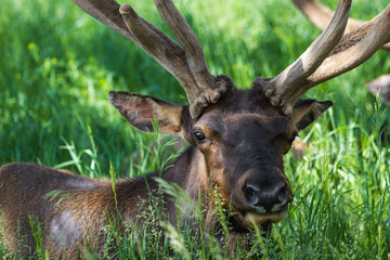 american elk