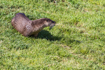 river otter