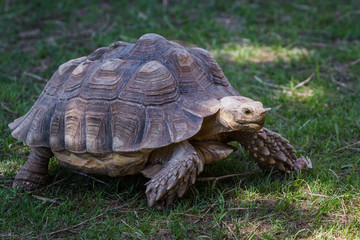 African spurred tortoise