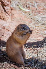 prairie dog